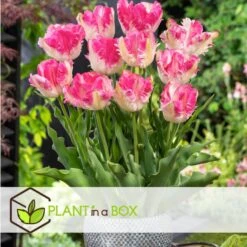 Tulipa Cabanna - X10 - Tulpenbollen - Roze / Wit -Goedkope Planten winkel 06a989a4bb42425ca977a47c84997dfa