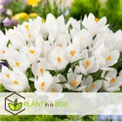 Crocus White - Bloembollen X30 - Krokus - Wit - Vroege Bloeier -Goedkope Planten winkel 083208bf620a454aa8685a6976783a7c