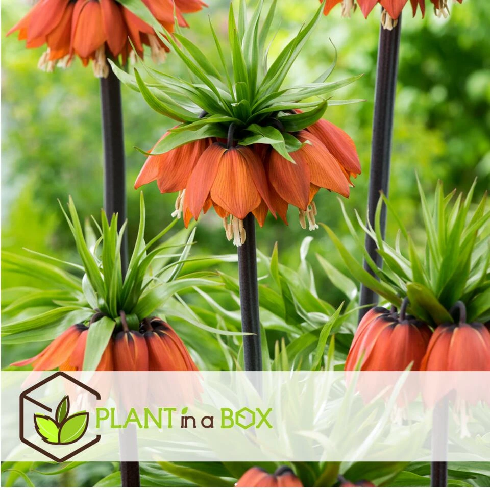 Plant In A Box - Fritillaria Rubra - Bloembollen X3 - Rode Kievietsbloem 2 Plant In A Box - Fritillaria Rubra - Bloembollen X3 - Rode Kievietsbloem - Afbeelding 2