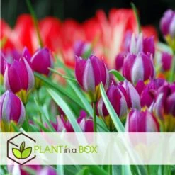 Tulipa Pulchella Persian Pearl - Bloembollen X20 - Tulp - Paars 6 Tulipa Pulchella Persian Pearl - Bloembollen X20 - Tulp - Paars -Goedkope Planten winkel 0d4c4ea5480a4dba86d6534927fe9cc9