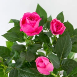3x Potroos Roze - Rosa – Terras- & Kamerplant – ⌀12cm – ↕20-30cm -Goedkope Planten winkel 1000001790 0102
