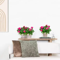 3x Potroos Roze - Rosa – Terras- & Kamerplant – ⌀12cm – ↕20-30cm -Goedkope Planten winkel 1000001790 0103