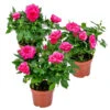 3x Potroos Roze - Rosa – Terras- & Kamerplant – ⌀12cm – ↕20-30cm -Goedkope Planten winkel 1000001790