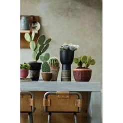 Opuntia 'Rubescens' - Road Kill Cactus - Pot 12 Cm - ↕30 Cm -Goedkope Planten winkel 1000001797 0102