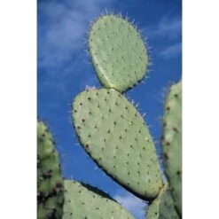 Opuntia 'Rubescens' - Road Kill Cactus - Pot 12 Cm - ↕30 Cm -Goedkope Planten winkel 1000001797 0103