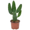 Opuntia 'Rubescens' - Road Kill Cactus - Pot 12 Cm - ↕30 Cm -Goedkope Planten winkel 1000001797