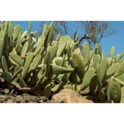 Opuntia 'Rubescens' - Road Kill Cactus 2x - Pot 12 Cm - ↕30 Cm -Goedkope Planten winkel 1000001798 0102