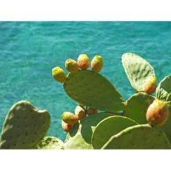 Opuntia 'Rubescens' - Road Kill Cactus 2x - Pot 12 Cm - ↕30 Cm -Goedkope Planten winkel 1000001798 0103