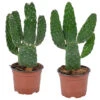 Opuntia 'Rubescens' - Road Kill Cactus 2x - Pot 12 Cm - ↕30 Cm -Goedkope Planten winkel 1000001798