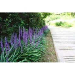 2x Liriope Muscari 'Moneymaker' - Leliegras - ⌀17 Cm - ↕20-25 Cm -Goedkope Planten winkel 1000001811 0102