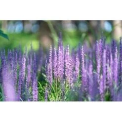 2x Liriope Muscari 'Moneymaker' - Leliegras - ⌀17 Cm - ↕20-25 Cm -Goedkope Planten winkel 1000001811 0104