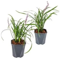2x Liriope Muscari 'Moneymaker' - Leliegras - ⌀17 Cm - ↕20-25 Cm