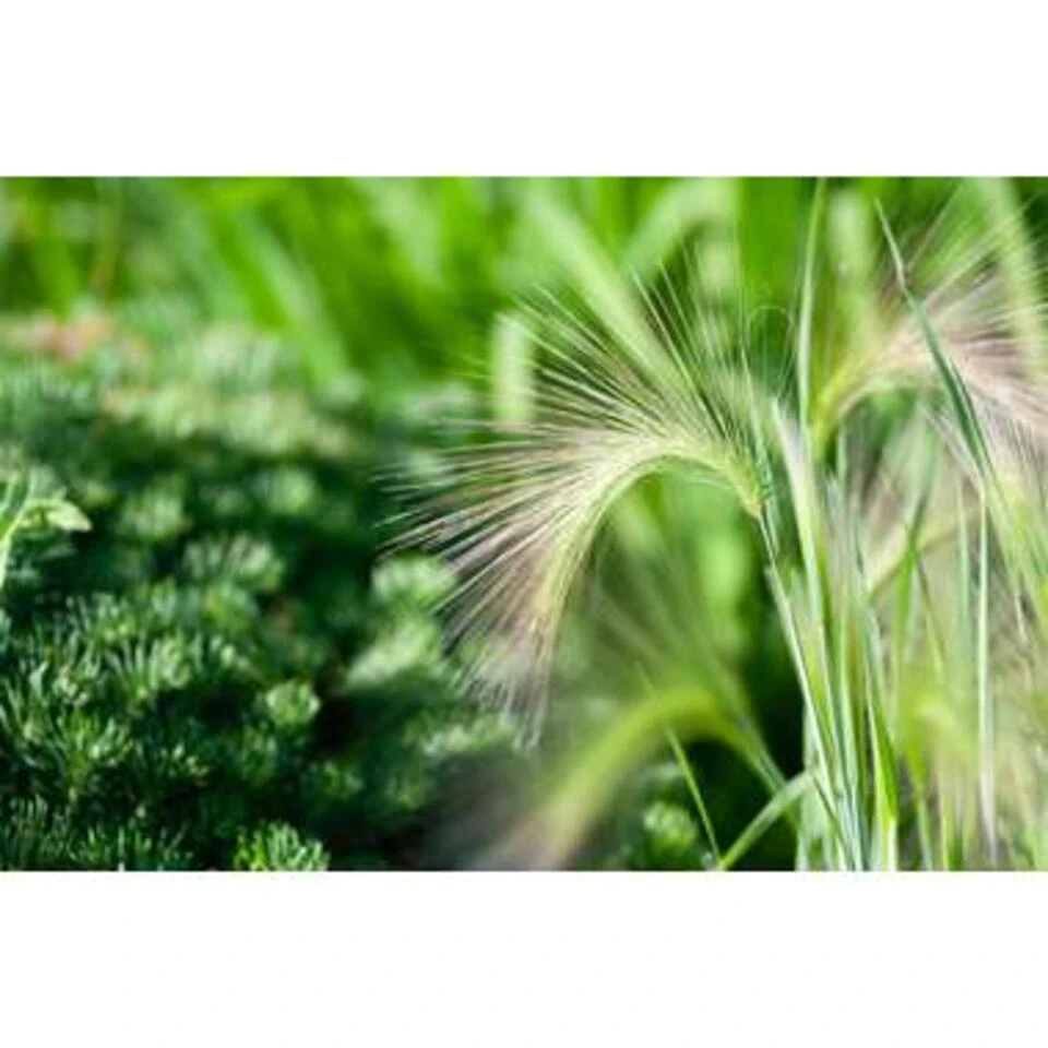 4x Stipa Tenuifolia 'Ponytails' - Vedergras - ⌀13 Cm - ↕20-25 Cm 4 4x Stipa Tenuifolia 'Ponytails' - Vedergras - ⌀13 Cm - ↕20-25 Cm - Afbeelding 4