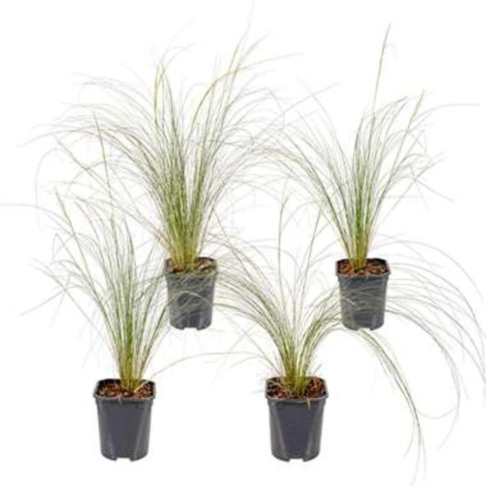 4x Stipa Tenuifolia 'Ponytails' - Vedergras - ⌀13 Cm - ↕20-25 Cm 1 4x Stipa Tenuifolia 'Ponytails' - Vedergras - ⌀13 Cm - ↕20-25 Cm