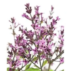 3x Syringa 'Bloomerang Dark Purple' - Sering - ⌀13 Cm - ↕15-20 Cm -Goedkope Planten winkel 1000001815 0103