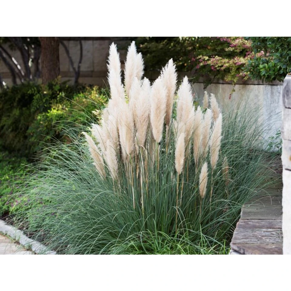 Dwerg Pampasgras 2 Dwerg Pampasgras - Afbeelding 2