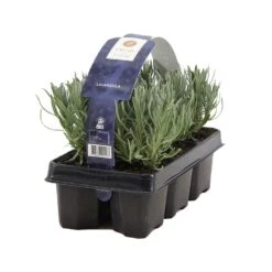 3x 6-pack - Lavandula Angustifolia - Lavendel - ↕15-20 Cm