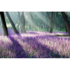 4x Liriope Muscari Moneymaker P17H25 -Goedkope Planten winkel 1000001821 0104