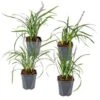 4x Liriope Muscari Moneymaker P17H25 -Goedkope Planten winkel 1000001821