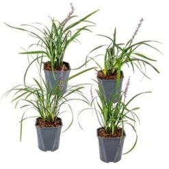 4x Liriope Muscari Moneymaker P17H25