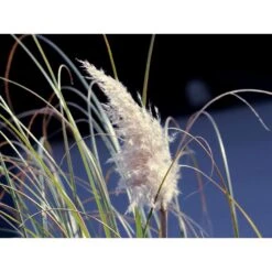 4x Cortaderia Mini Pampas P17H25 -Goedkope Planten winkel 1000001822 0103