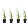 4x Cortaderia Mini Pampas P17H25 -Goedkope Planten winkel 1000001822