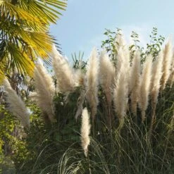 2x Cortaderia ‘Pumila’ - Pampasgras - ⌀13 Cm - ↕20-30 Cm -Goedkope Planten winkel 1000001823 0103