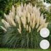 2x Cortaderia βPumilaβ - Pampasgras - β13 Cm - β20-30 Cm 9 2x Cortaderia βPumilaβ - Pampasgras - β13 Cm - β20-30 Cm -Goedkope Planten winkel 1000001823