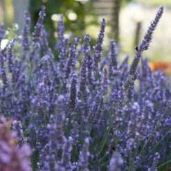 6-pack - Lavandula Angustifolia - Lavendel - ↕15-20 Cm -Goedkope Planten winkel 1000001825 0103