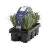 6-pack - Lavandula Angustifolia - Lavendel - ↕15-20 Cm -Goedkope Planten winkel 1000001825