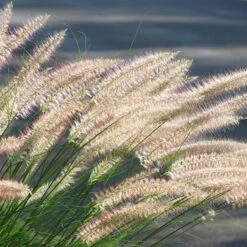 4x Pennisetum 'Hameln' - Lampepoetsersgras - ⌀13 Cm - ↕15-20 Cm -Goedkope Planten winkel 1000001826 0103