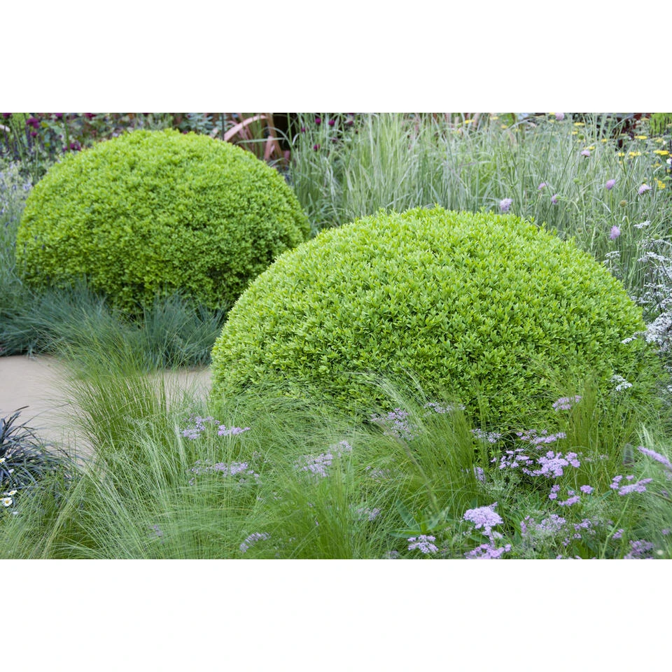 6xBuxus Sempervirens -Haagbuxus -Winterhard-Pot 9 Cm-Hoogte 15-20 Cm 2 6xBuxus Sempervirens -Haagbuxus -Winterhard-Pot 9 Cm-Hoogte 15-20 Cm - Afbeelding 2