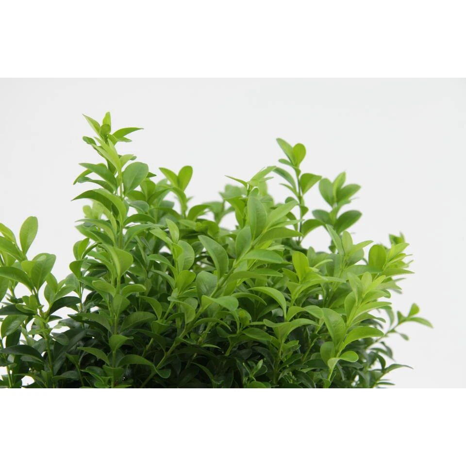6xBuxus Sempervirens -Haagbuxus -Winterhard-Pot 9 Cm-Hoogte 15-20 Cm 3 6xBuxus Sempervirens -Haagbuxus -Winterhard-Pot 9 Cm-Hoogte 15-20 Cm - Afbeelding 3
