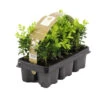 6xBuxus Sempervirens -Haagbuxus -Winterhard-Pot 9 Cm-Hoogte 15-20 Cm -Goedkope Planten winkel 1000001828