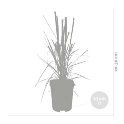 4x Cortaderia ‘Pumila’ - Pampasgras - ⌀13 Cm - ↕20-30 Cm -Goedkope Planten winkel 1000001831 0102