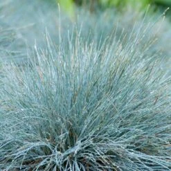 6x Festuca Glauca 'Eisvogel' - Blauw Zwenkgras - ⌀10.5 Cm - ↕15-20 Cm -Goedkope Planten winkel 1000001834 0103