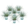 6x Festuca Glauca 'Eisvogel' - Blauw Zwenkgras - ⌀10.5 Cm - ↕15-20 Cm -Goedkope Planten winkel 1000001834