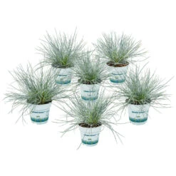 6x Festuca Glauca 'Eisvogel' - Blauw Zwenkgras - ⌀10.5 Cm - ↕15-20 Cm