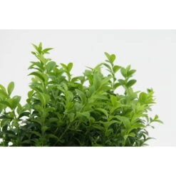12xBuxus Sempervirens -Haagbuxus -Winterhard-Pot 9 Cm-Hoogte 15-20 Cm -Goedkope Planten winkel 1000001839 0102