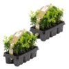 12xBuxus Sempervirens -Haagbuxus -Winterhard-Pot 9 Cm-Hoogte 15-20 Cm 6 12xBuxus Sempervirens -Haagbuxus -Winterhard-Pot 9 Cm-Hoogte 15-20 Cm -Goedkope Planten winkel 1000001839