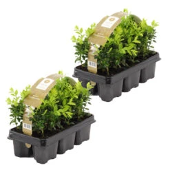 12xBuxus Sempervirens -Haagbuxus -Winterhard-Pot 9 Cm-Hoogte 15-20 Cm