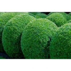 18xBuxus Sempervirens -Haagbuxus -Winterhard-Pot 9 Cm-Hoogte 15-20 Cm 7 18xBuxus Sempervirens -Haagbuxus -Winterhard-Pot 9 Cm-Hoogte 15-20 Cm -Goedkope Planten winkel 1000001840 0103