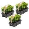 18xBuxus Sempervirens -Haagbuxus -Winterhard-Pot 9 Cm-Hoogte 15-20 Cm