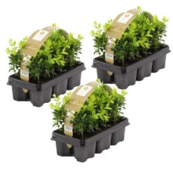 18xBuxus Sempervirens -Haagbuxus -Winterhard-Pot 9 Cm-Hoogte 15-20 Cm