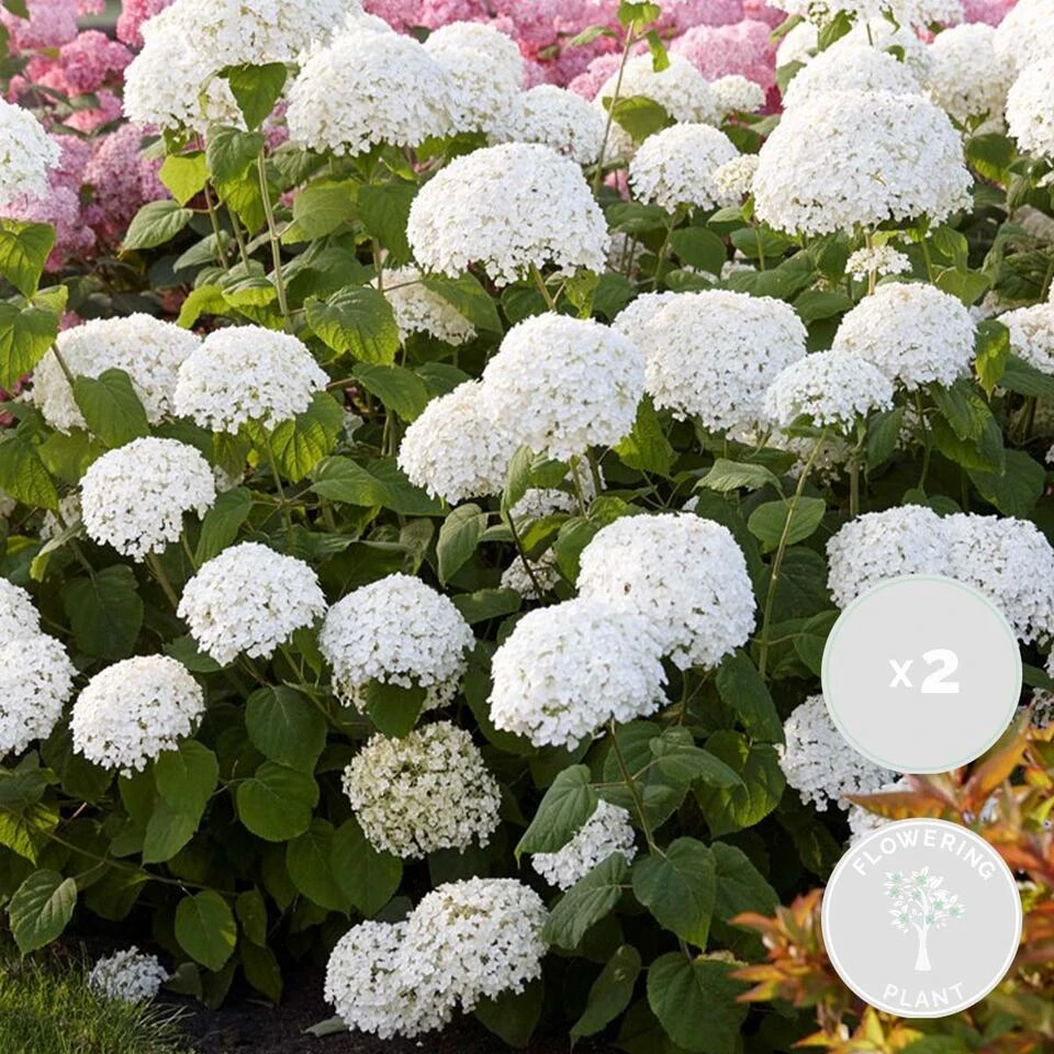 2x Hydrangea 'Strong Annabelle' - Hortensia - ⌀19 Cm - ↕40-50 Cm 2 2x Hydrangea 'Strong Annabelle' - Hortensia - ⌀19 Cm - ↕40-50 Cm - Afbeelding 2