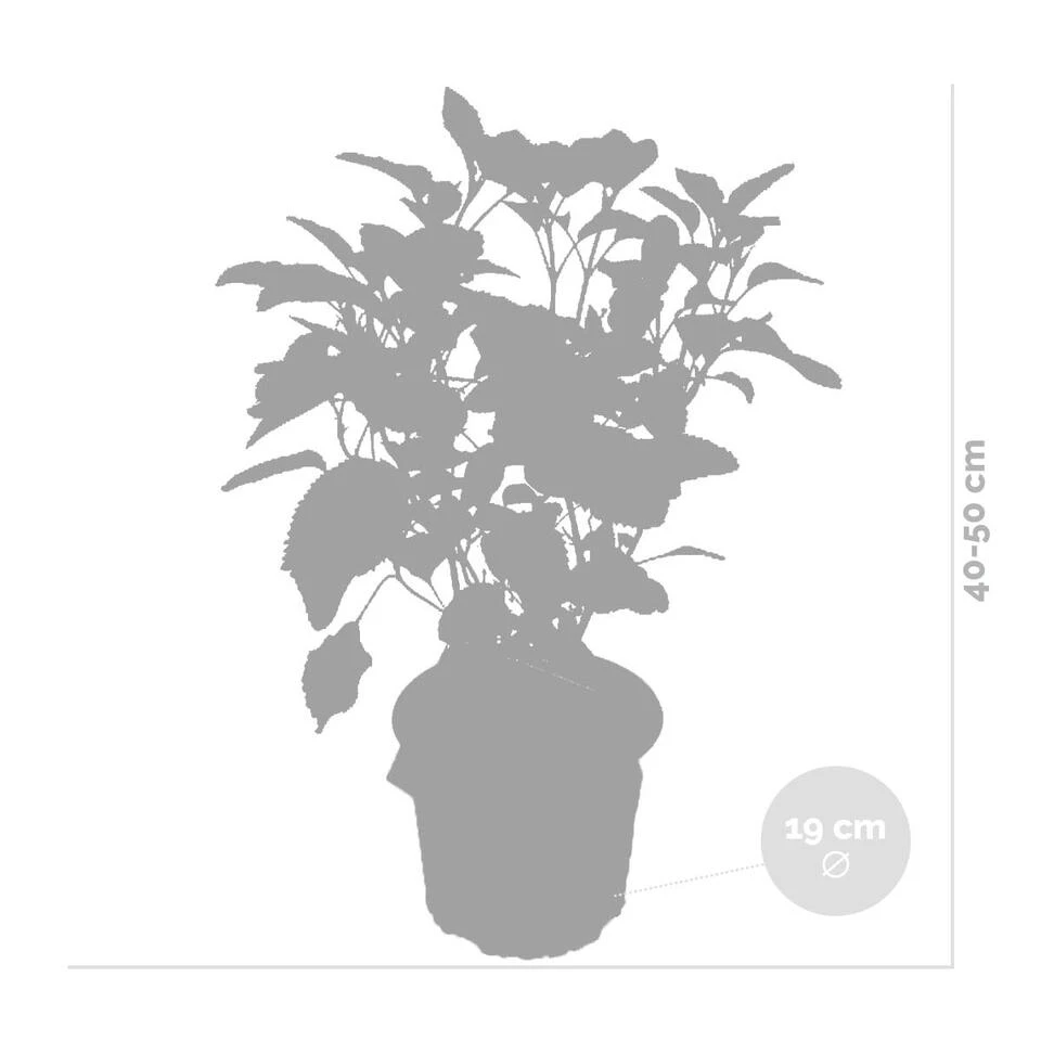 2x Hydrangea 'Strong Annabelle' - Hortensia - ⌀19 Cm - ↕40-50 Cm 3 2x Hydrangea 'Strong Annabelle' - Hortensia - ⌀19 Cm - ↕40-50 Cm - Afbeelding 3