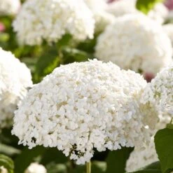 2x Hydrangea 'Strong Annabelle' - Hortensia - ⌀19 Cm - ↕40-50 Cm 7 2x Hydrangea 'Strong Annabelle' - Hortensia - ⌀19 Cm - ↕40-50 Cm -Goedkope Planten winkel 1000001841 0103