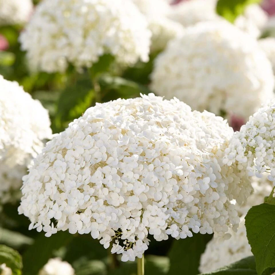 2x Hydrangea 'Strong Annabelle' - Hortensia - ⌀19 Cm - ↕40-50 Cm 4 2x Hydrangea 'Strong Annabelle' - Hortensia - ⌀19 Cm - ↕40-50 Cm - Afbeelding 4