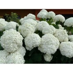 Hydrangea 'Strong Annabelle' - Hortensia - ⌀19 Cm - ↕40-50 Cm -Goedkope Planten winkel 1000001849 0102