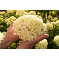 Hydrangea 'Strong Annabelle' - Hortensia - ⌀19 Cm - ↕40-50 Cm -Goedkope Planten winkel 1000001849 0103